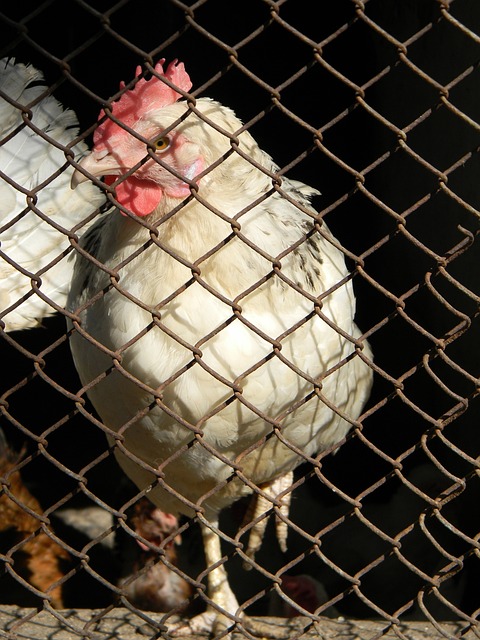 往往能够在 往往能够在